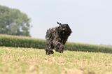 BOUVIER DES FLANDRES 380